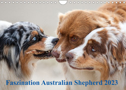 Australian Shepherd 2023 (Wandkalender 2023 DIN A4 quer) von Mirsberger,  Annett