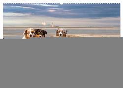 Australian Shepherd 2024 (Wandkalender 2024 DIN A2 quer), CALVENDO Monatskalender von Mirsberger,  Annett