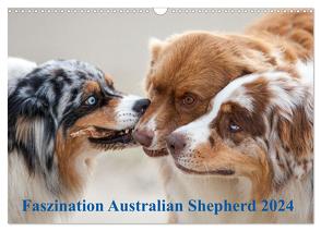 Australian Shepherd 2024 (Wandkalender 2024 DIN A3 quer), CALVENDO Monatskalender von Mirsberger,  Annett