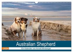 Australian Shepherd 2024 (Wandkalender 2024 DIN A3 quer), CALVENDO Monatskalender von Mirsberger,  Annett