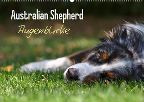 Australian Shepherd – Augenblicke (Wandkalender 2022 DIN A2 quer) von Andrey,  David