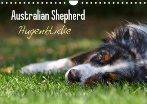 Australian Shepherd – Augenblicke (Wandkalender 2022 DIN A4 quer) von Andrey,  David
