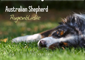 Australian Shepherd – Augenblicke (Wandkalender 2023 DIN A2 quer) von Andrey,  David