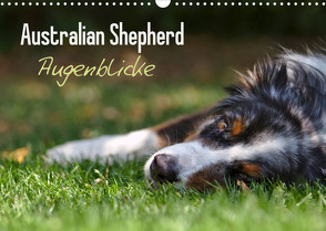 Australian Shepherd – Augenblicke (Wandkalender 2023 DIN A3 quer) von Andrey,  David