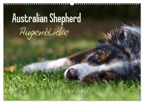 Australian Shepherd – Augenblicke (Wandkalender 2024 DIN A2 quer), CALVENDO Monatskalender von Andrey,  David