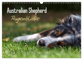 Australian Shepherd – Augenblicke (Wandkalender 2024 DIN A3 quer), CALVENDO Monatskalender von Andrey,  David