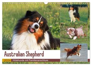 Australian Shepherd – Hütehunde mit Familienanschluss (Wandkalender 2024 DIN A3 quer), CALVENDO Monatskalender von Mielewczyk,  Barbara