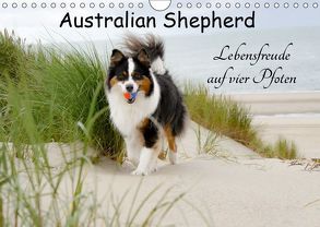 Australian Shepherd – Lebensfreude auf vier Pfoten (Wandkalender 2019 DIN A4 quer) von Nozulak,  Miriam