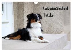 Australian Shepherd Tri Color (Wandkalender 2024 DIN A4 quer), CALVENDO Monatskalender von Youlia,  Youlia