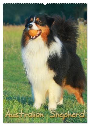 Australian Shepherd (Wandkalender 2024 DIN A2 hoch), CALVENDO Monatskalender von Mielewczyk,  Barbara