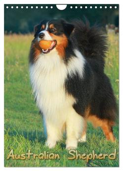 Australian Shepherd (Wandkalender 2024 DIN A4 hoch), CALVENDO Monatskalender von Mielewczyk,  Barbara