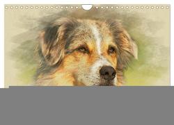 Australian Shepherds 2024 (Wandkalender 2024 DIN A4 quer), CALVENDO Monatskalender von Redecker,  Andrea
