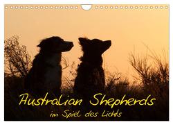 Australian Shepherds im Spiel des Lichts (Wandkalender 2024 DIN A4 quer), CALVENDO Monatskalender von Münzel-Hashish - www.tierphotografie.com,  Angela