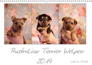 Australian Terrier Welpen (Wandkalender 2019 DIN A3 quer) von Tierfotografie,  Sikisaki