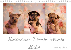 Australian Terrier Welpen (Wandkalender 2021 DIN A4 quer) von Tierfotografie,  Sikisaki