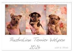 Australian Terrier Welpen (Wandkalender 2024 DIN A3 quer), CALVENDO Monatskalender von Tierfotografie,  Sikisaki