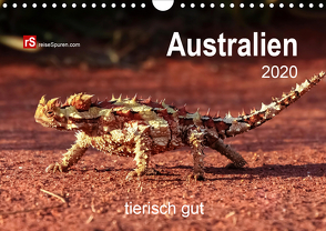 Australien tierisch gut 2020 (Wandkalender 2020 DIN A4 quer) von Bergwitz,  Uwe