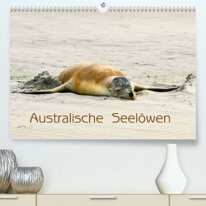 Australische Seelöwen (Premium, hochwertiger DIN A2 Wandkalender 2023, Kunstdruck in Hochglanz) von Drafz,  Silvia