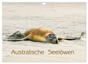 Australische Seelöwen (Wandkalender 2024 DIN A4 quer), CALVENDO Monatskalender von Drafz,  Silvia