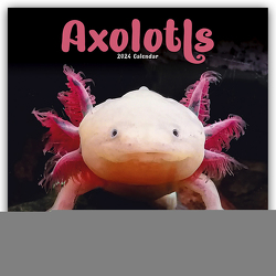 Axolotls – Mexikanischer Schwanzlurch 2024 – 16-Monatskalender