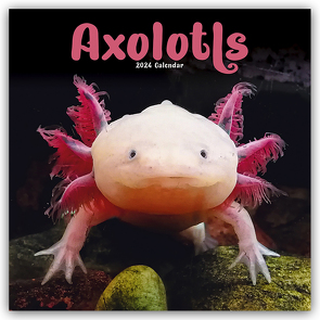 Axolotls – Mexikanischer Schwanzlurch 2024 – 16-Monatskalender