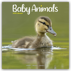 Baby Animals – Tierbabys 2024 – 16-Monatskalender