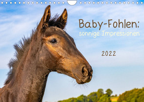 Baby-Fohlen: sonnige Impressionen (Wandkalender 2022 DIN A4 quer) von v Conta,  Margret