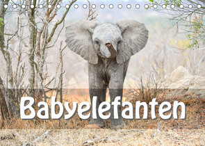 Babyelefanten (Tischkalender 2023 DIN A5 quer) von Styppa,  Robert