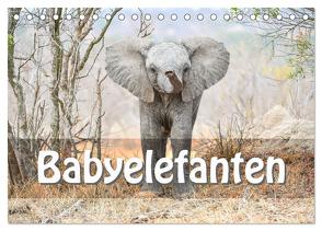 Babyelefanten (Tischkalender 2024 DIN A5 quer), CALVENDO Monatskalender von Styppa,  Robert