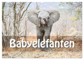 Babyelefanten (Wandkalender 2024 DIN A2 quer), CALVENDO Monatskalender von Styppa,  Robert