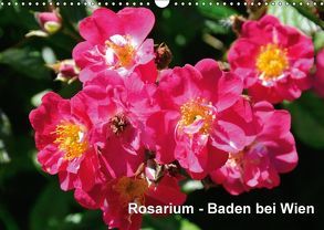 Baden bei Wien – Rosarium (Wandkalender 2018 DIN A3 quer) von J. Strutz,  Rudolf