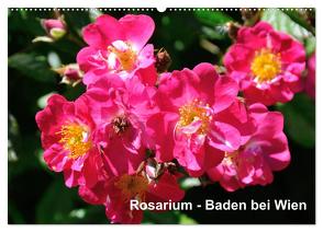 Baden bei Wien – Rosarium (Wandkalender 2024 DIN A2 quer), CALVENDO Monatskalender von J. Strutz,  Rudolf