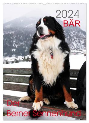 BÄR – Der Berner Sennenhund (Wandkalender 2024 DIN A2 hoch), CALVENDO Monatskalender von Brenner,  Sonja
