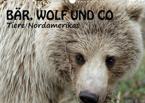 Bär, Wolf und Co – Tiere Nordamerikas (Wandkalender 2023 DIN A3 quer) von Salzmann,  Ursula