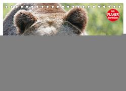 Bären. Kraftpakete auf leisen Sohlen (Tischkalender 2024 DIN A5 quer), CALVENDO Monatskalender von Stanzer,  Elisabeth