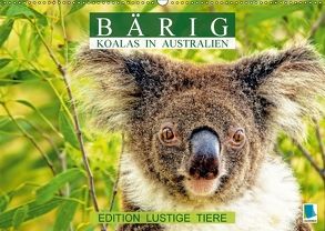 Bärig: Koalas in Australien – Edition lustige Tiere (Wandkalender 2018 DIN A2 quer) von CALVENDO