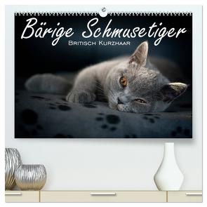 Bärige Schmusetiger – Britisch Kurzhaar / CH-Version (hochwertiger Premium Wandkalender 2024 DIN A2 quer), Kunstdruck in Hochglanz von Zimmermann-Probst,  Inge