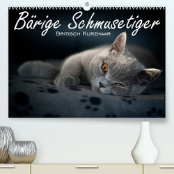 Bärige Schmusetiger – Britisch Kurzhaar (Premium, hochwertiger DIN A2 Wandkalender 2023, Kunstdruck in Hochglanz) von Zimmermann-Probst,  Inge