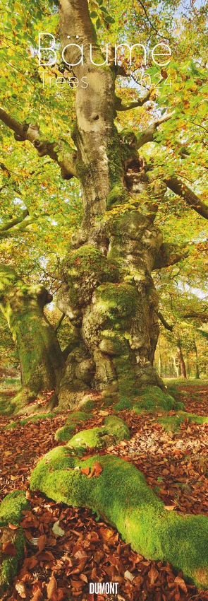 Bäume 2024 – Foto-Kalender – Wand-Kalender – King-Size – 34×98
