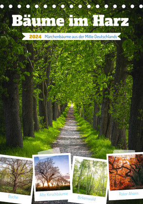 Bäume im Harz (Tischkalender 2024 DIN A5 hoch) von Gierok-Latniak,  Steffen