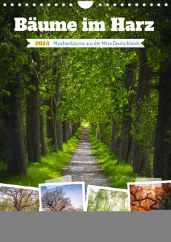 Bäume im Harz (Wandkalender 2024 DIN A4 hoch), CALVENDO Monatskalender von Gierok-Latniak,  Steffen