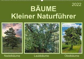 Bäume Kleiner Naturführer (Wandkalender 2022 DIN A2 quer) von Kleemann,  Claudia