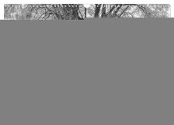 Bäume – Naturschönheiten in schwarz-weiß (Wandkalender 2024 DIN A3 quer), CALVENDO Monatskalender von Beuck,  Angelika