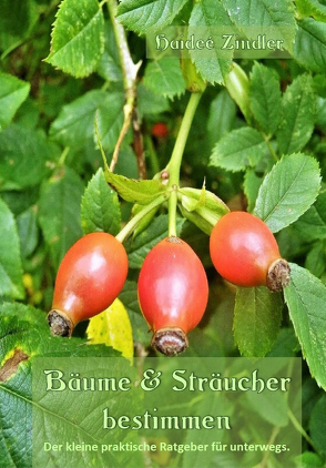 Bäume & Sträucher bestimmen von Zindler,  Haideé