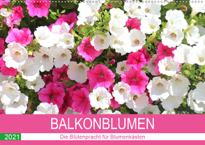 Balkonblumen. Die Blütenpracht für Blumenkästen (Wandkalender 2021 DIN A2 quer) von Hurley,  Rose