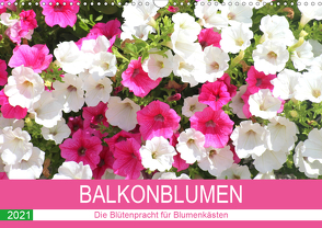 Balkonblumen. Die Blütenpracht für Blumenkästen (Wandkalender 2021 DIN A3 quer) von Hurley,  Rose