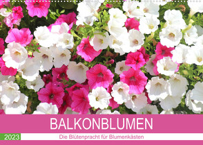 Balkonblumen. Die Blütenpracht für Blumenkästen (Wandkalender 2023 DIN A2 quer) von Hurley,  Rose