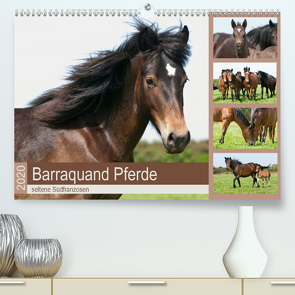 Barraquand Pferde – seltene Südfranzosen (Premium, hochwertiger DIN A2 Wandkalender 2020, Kunstdruck in Hochglanz) von Bölts,  Meike