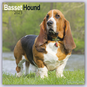 Basset Hound – Bassets 2023 – 16-Monatskalender