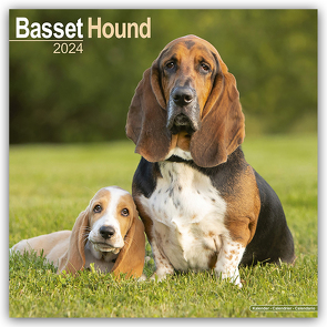 Basset Hound – Bassets 2024 – 16-Monatskalender